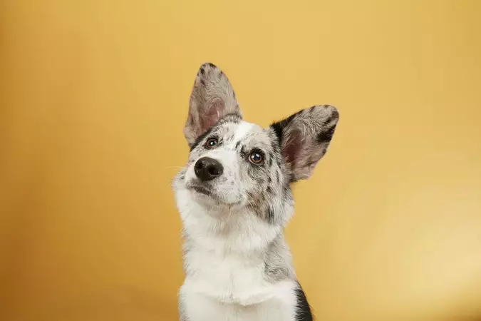 My dog keeps 2024 howling